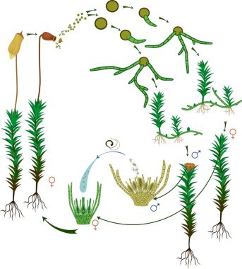 Moss life cycle. Diagram of a life cycle of a Common haircap moss (Polytrichum commune) clipart