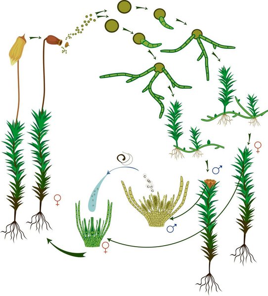Moss life cycle. Diagram of a life cycle of a Common haircap moss (Polytrichum commune)