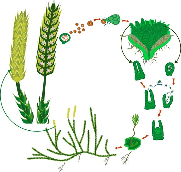 Ciclo Vida Del Clubmoss Diagrama Ciclo Vida Del Lycopodium Clubmoss — Vector de stock