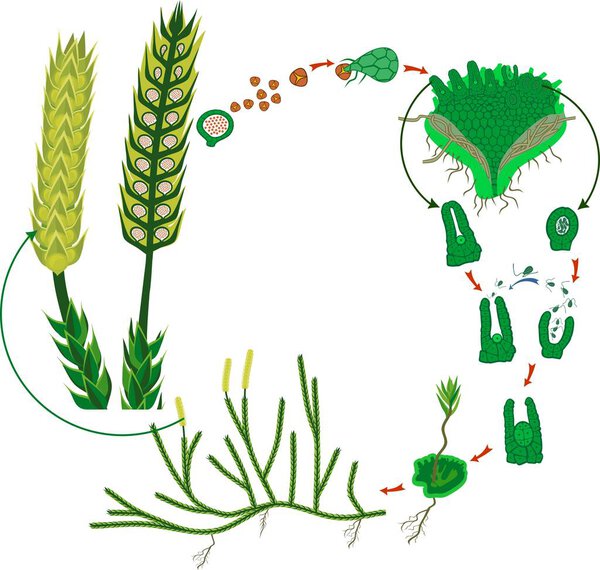 Clubmoss life cycle. Diagram of a life cycle of Lycopodium (Running clubmoss or Lycopodium clavatum)