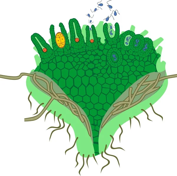 Gametophyte Clubmoss Rise Clubmoss Lycopodium Clavatum Antheridium และ Archegonium — ภาพเวกเตอร์สต็อก