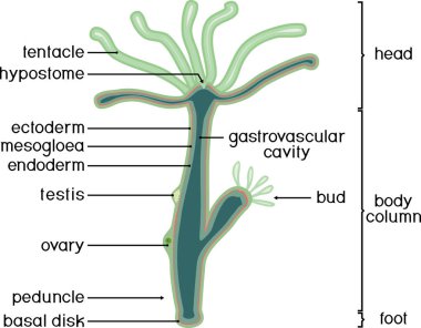 Hydra 'nın yapısı. Hydra Polyp 'in enine kesiti. Zooloji dersi için eğitici materyal