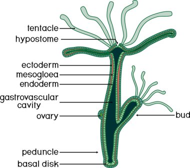 Hydra 'nın yapısı. Hydra Polyp 'in enine kesiti. Zooloji dersi için eğitici materyal