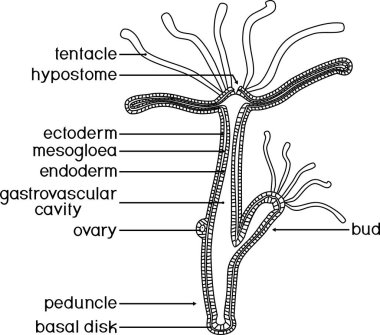 Boyama sayfası. Hydra 'nın yapısı. Hydra Polyp 'in enine kesiti. Zooloji dersi için eğitici materyal