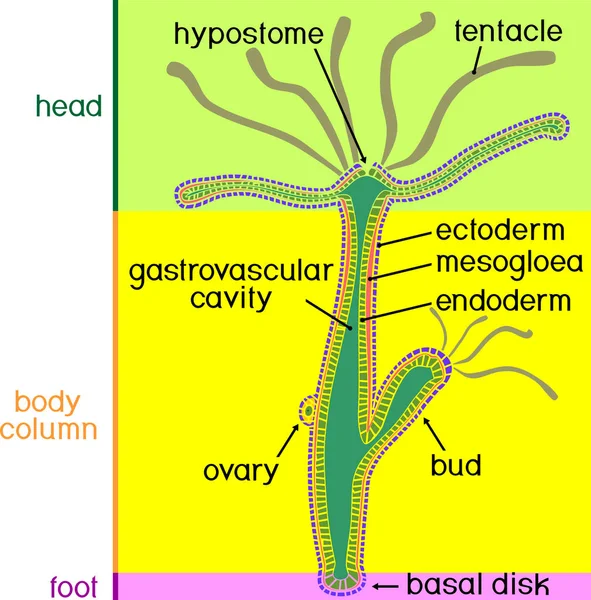 Hydras Struktur Tvärsnitt Hydra Polyp Utbildningsmaterial För Lektion Zoologi — Stock vektor