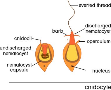 Cnidocyte 'ın yapısı ve hareketi. Zooloji dersi için eğitici materyal