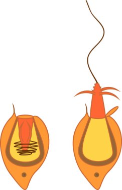 Cnidocyte 'ın yapısı ve hareketi. Zooloji dersi için eğitici materyal