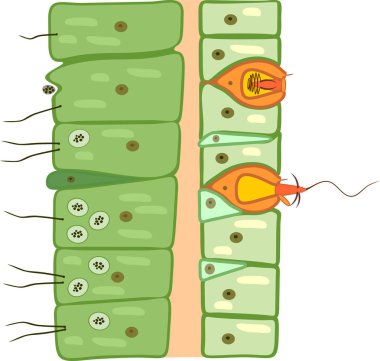 Hydra body wall structure. Educational material for lesson of zoology clipart