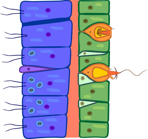 Structure Paroi Corps Hydre Matériel Éducatif Pour Leçon Zoologie — Image vectorielle