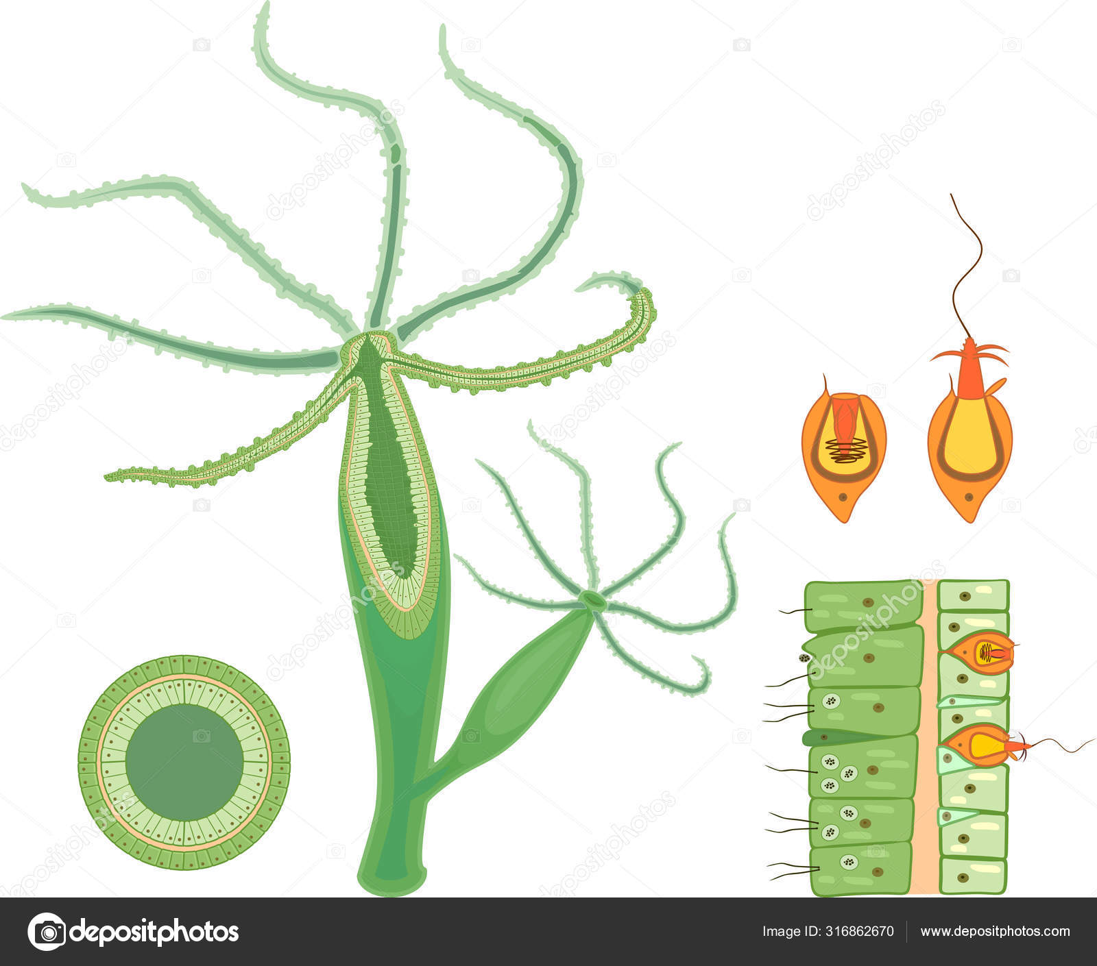 Structure Hydra Cross Section Hydra Polyp Educational Material Lesson Zoology Stock Vector Image By C Mariaflaya 316862670