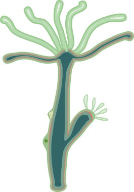 Hydra Polipleri beyaz arkaplanda izole edildi