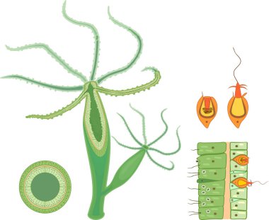 Hydra 'nın yapısı. Hydra Polyp 'in enine kesiti. Zooloji dersi için eğitici materyal