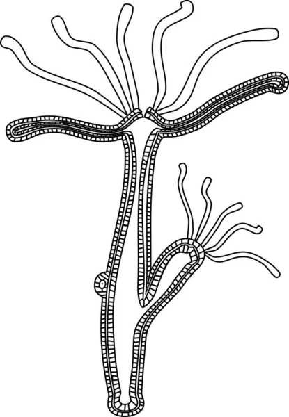 Coloring Page Structure Hydra Polyp — Stock Vector