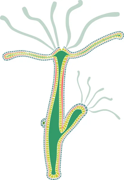 Hydra Polyp แยกก นบนพ นหล ขาว — ภาพเวกเตอร์สต็อก