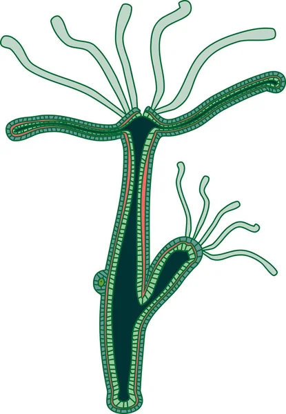 Hydra Polyp Изолирован Белом Фоне — стоковый вектор