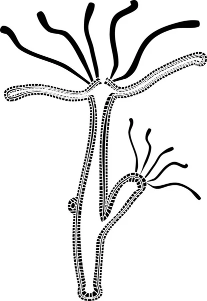 Hydra Polyp Isoliert Auf Weißem Hintergrund — Stockvektor