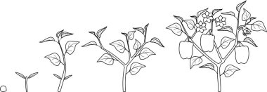 Boyama sayfası. Biber bitkisinin yaşam döngüsü. Tohumdan çiçeğe ve olgun biberlerin beyaz arka planda izole edildiği meyve yetiştirme aşamaları