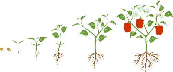 고추의 생명주기 씨에서 열매맺는 식물에 이르기까지 배경에서 분리되어 고추가 자라게 — 스톡 벡터