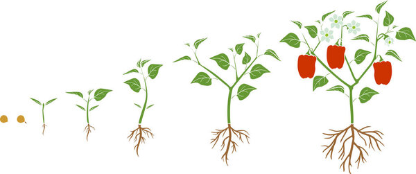Жизненный цикл перцового растения. Этапы роста от семян до цветущих и плодовых растений с созревшим красным перцем на белом фоне
