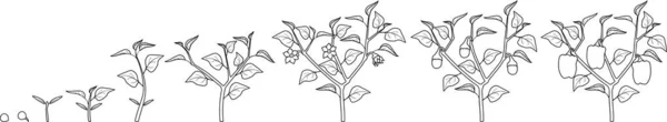 Kolorowanki Cykl Życia Pieprzu Etapy Wzrostu Nasion Kwitnącej Owocowej Rośliny — Wektor stockowy