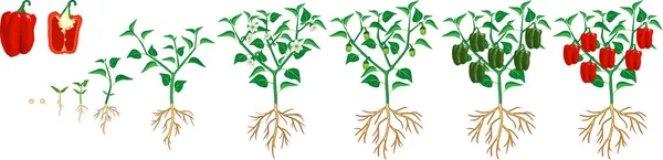 Ciclo Vida Planta Pimienta Etapas Crecimiento Desde Semillas Hasta Plantas — Vector de stock