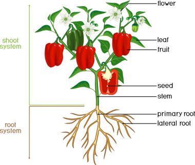 Parts of plant. Morphology of pepper plant with green leaves, red fruits, flowers and root system isolated on white background with titles clipart