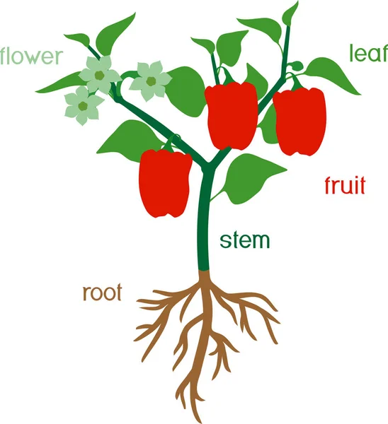 Parties Plante Morphologie Plante Poivre Aux Feuilles Vertes Fruits Rouges — Image vectorielle