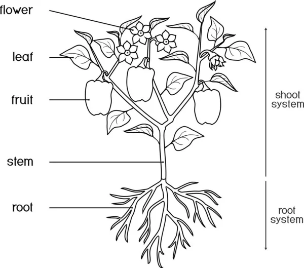 Färgläggningssida Växtdelar Morfologi Peppar Växt Med Blad Frukter Blommor Och — Stock vektor