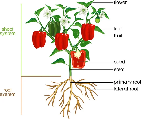 Növényrészek Morfológiája Paprika Növény Zöld Levelek Piros Gyümölcsök Virágok Gyökér — Stock Vector