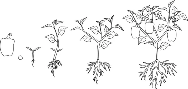 Página Para Colorear Ciclo Vida Planta Pimienta Etapas Crecimiento Desde — Vector de stock