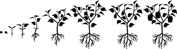コショウ植物のライフサイクルのシルエット 種子から開花 結実までの成長段階白い背景に隔離された熟したピーマンと植物 — ストックベクタ