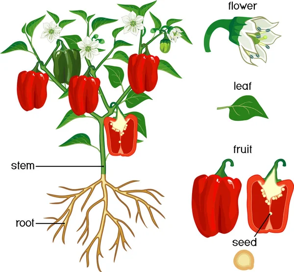 Växtdelar Morfologi Peppar Växt Med Gröna Blad Röda Frukter Blommor — Stock vektor