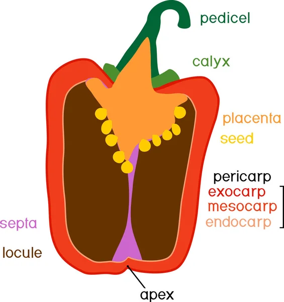 植物の一部 唐辛子の形態学と解剖学熟した赤い果実 白い背景に隔離された部分のペッパーの果実構造 — ストックベクタ