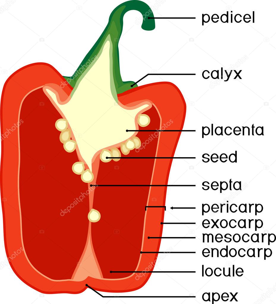 Parts of plant. Morphology and anatomy of pepper ripe red fruit. Pepper fruit structure in section isolated on white background