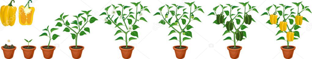 Life cycle of pepper plant. Growth stages from seed to flowering and fruiting plant with ripe yellow peppers isolated on white background