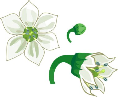 Beyaz arkaplanda izole edilmiş beyaz biber çiçeği