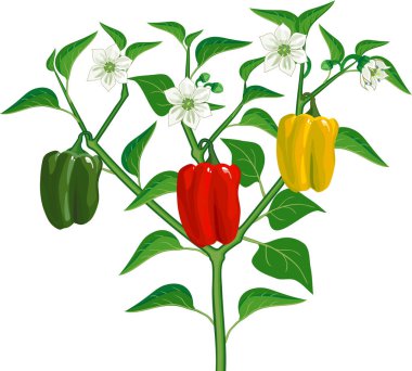 Yeşil yapraklı biber bitkisi ve beyaz arka planda izole meyveler.