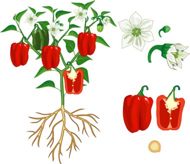 Parts of plant. Morphology of pepper plant with green leaves, red fruits, flowers and root system isolated on white background clipart
