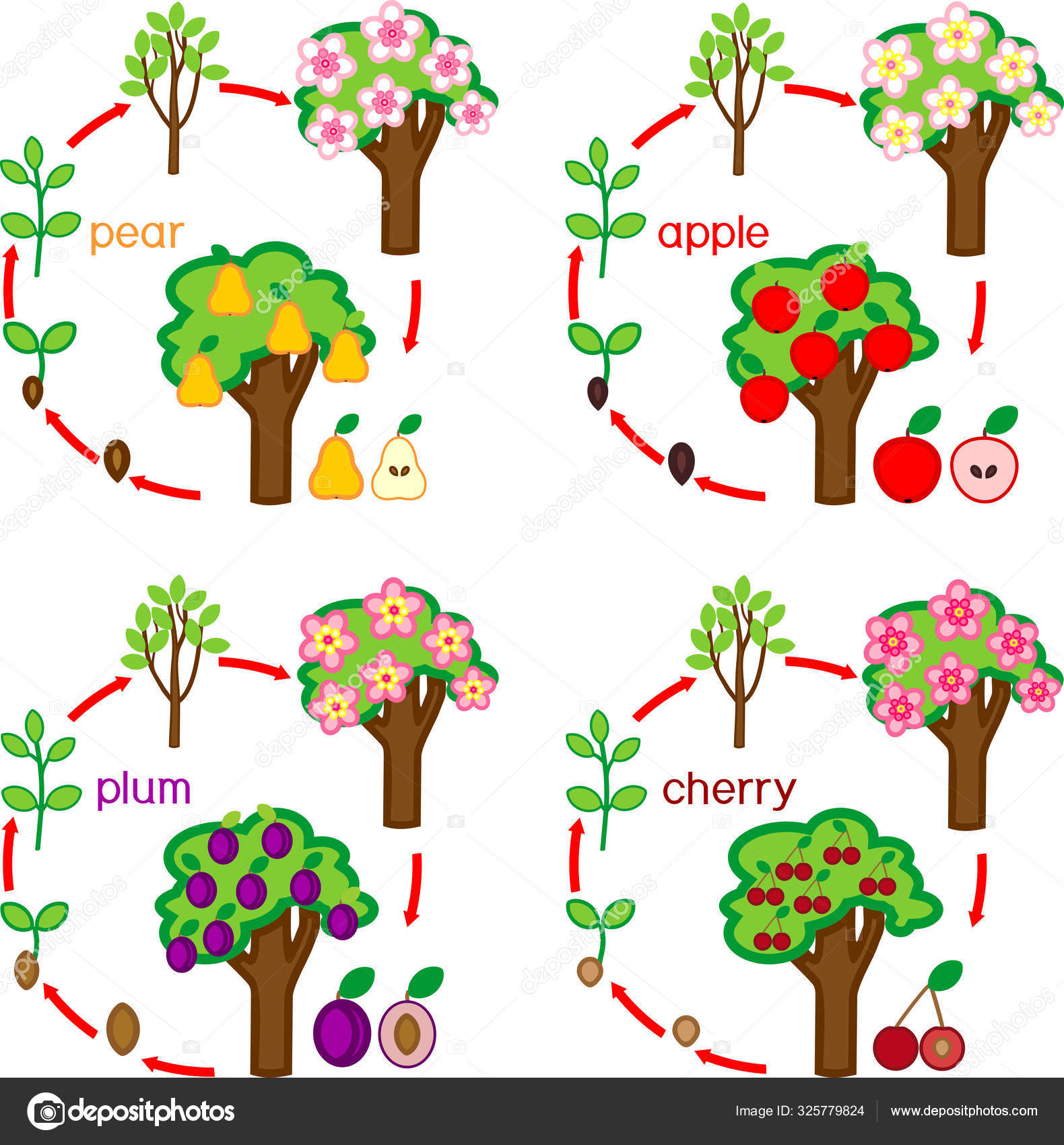 Conjunto Con Ciclos Vida Diferentes Árboles Frutales Jardín Manzana Pera  Vector de stock #325779824 de ©mariaflaya, image size:1580x1700