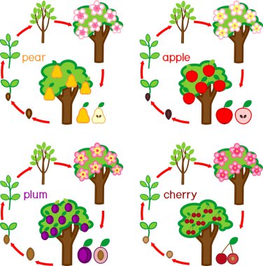 Farklı meyve ağaçlarının yaşam döngüleriyle (elma, armut, erik ve kiraz) ayarlanmış. Tohumdan ağaca meyve yetiştirme aşaması