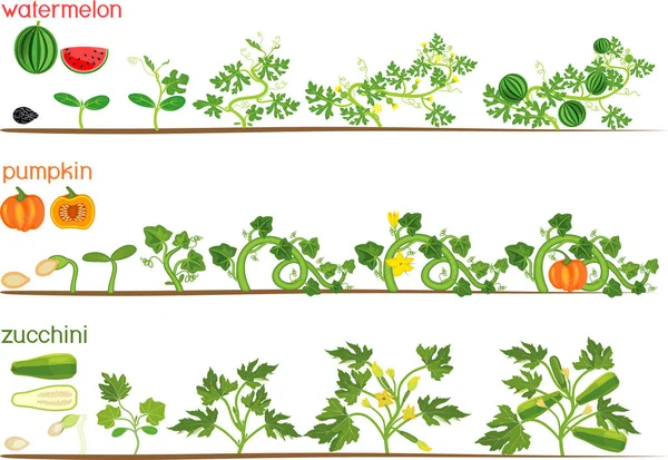 Conjunto Ciclos Vida Das Plantas Cabaça Estágios Melancia Abóbora Crescimento —  Vetores de Stock