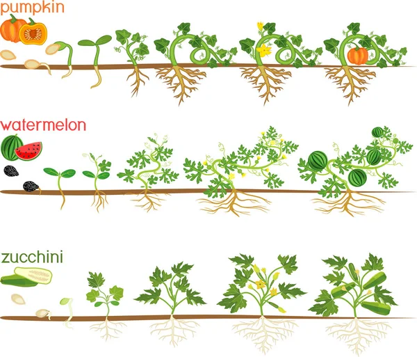 Livscykler För Kalkhaltiga Växter Steg Vattenmelon Pumpa Zucchini Tillväxt Från — Stock vektor