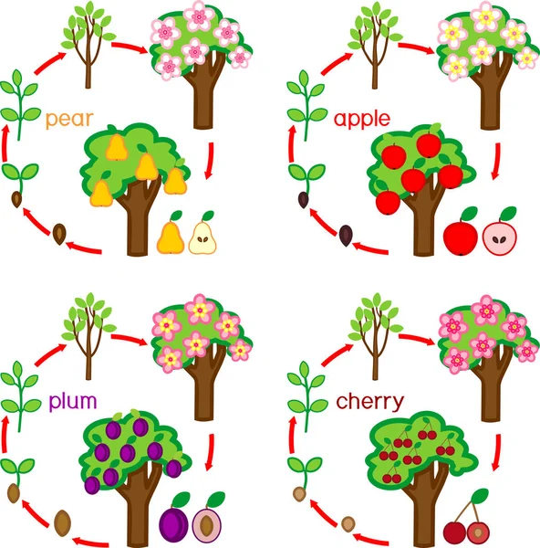 Zestaw Cykli Życia Różnych Drzew Owocowych Ogrodowych Jabłko Gruszka Śliwka — Wektor stockowy