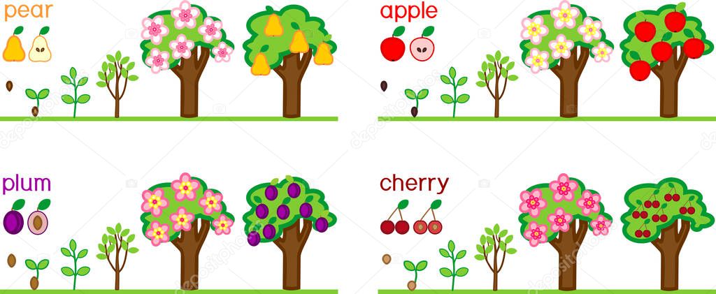 Set with life cycles of different garden fruit trees (apple, pear, plum and cherry). Plant growth stage from seed to tree with fruits
