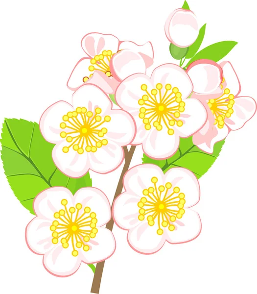 Rama Manzana Con Flores Blancas Aisladas Sobre Fondo Blanco — Vector de stock