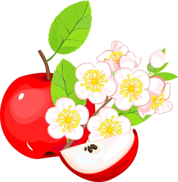 Olgun Kırmızı Elma Meyvesi Beyaz Arka Planda Beyaz Çiçekli Dal — Stok Vektör