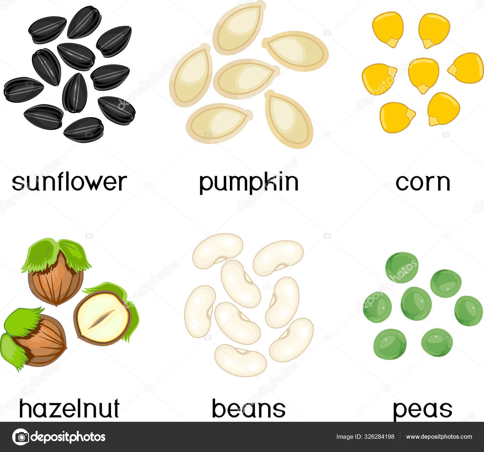 Set Different Edible Seeds Isolated White Background Stock Vector by ...