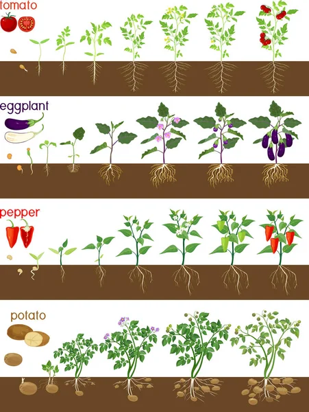 Yaşam döngüsü itüzümü bitkileri (biber, domates, patates ve patlıcan). Bitki yetiştirme aşamaları tohum ve filizden hasat aşamaları beyaz arka planda izole