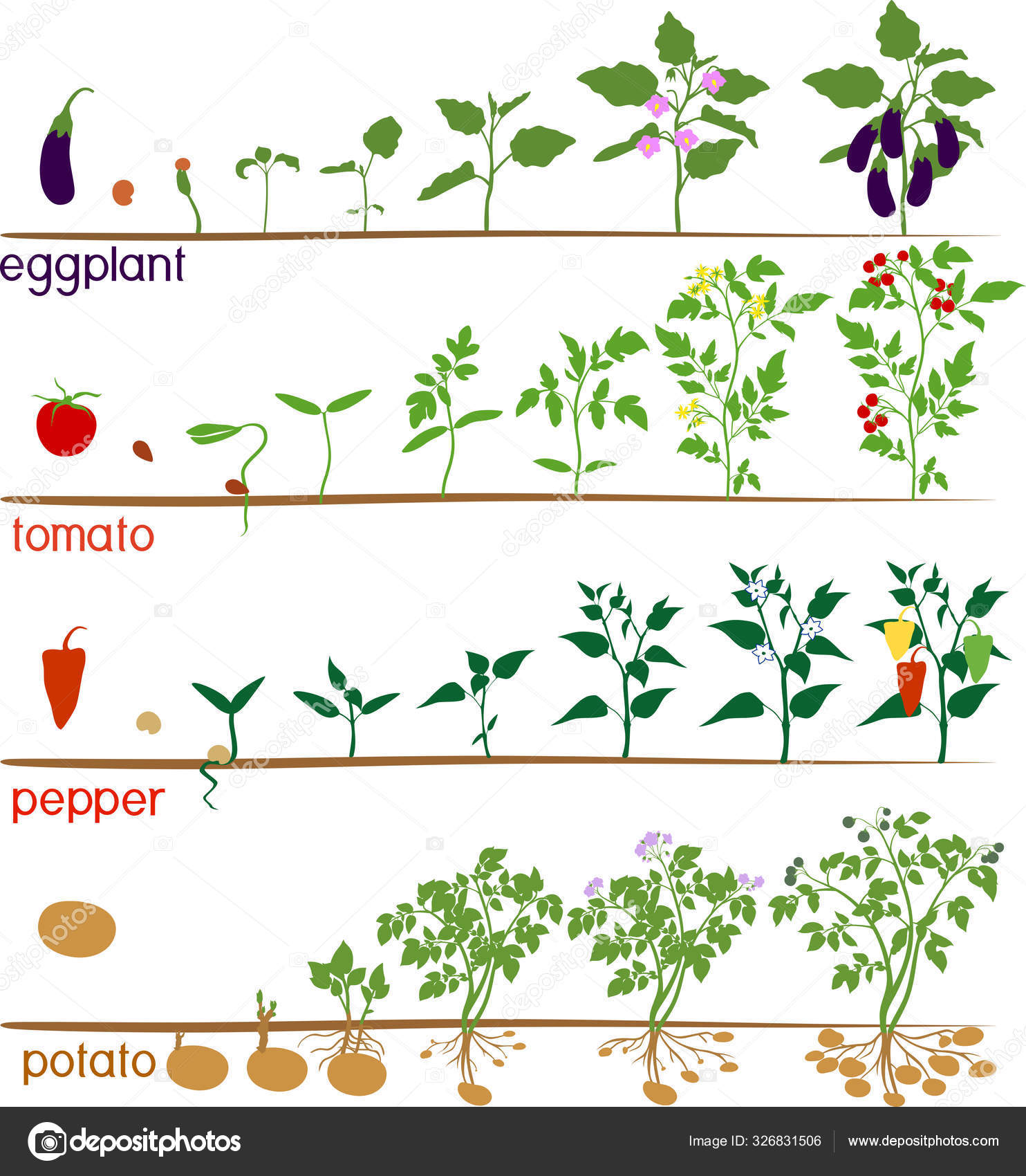 рост овощных растений. этапы роста овощей. условия роста растений. рост овощных растений. этапы роста растения для дошкольников.