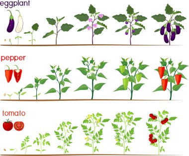 Set of life cycles of nightshade plants (pepper, tomato and eggplant). Stages of vegetable plant growth from seed and sprout to harvest isolated on white background clipart